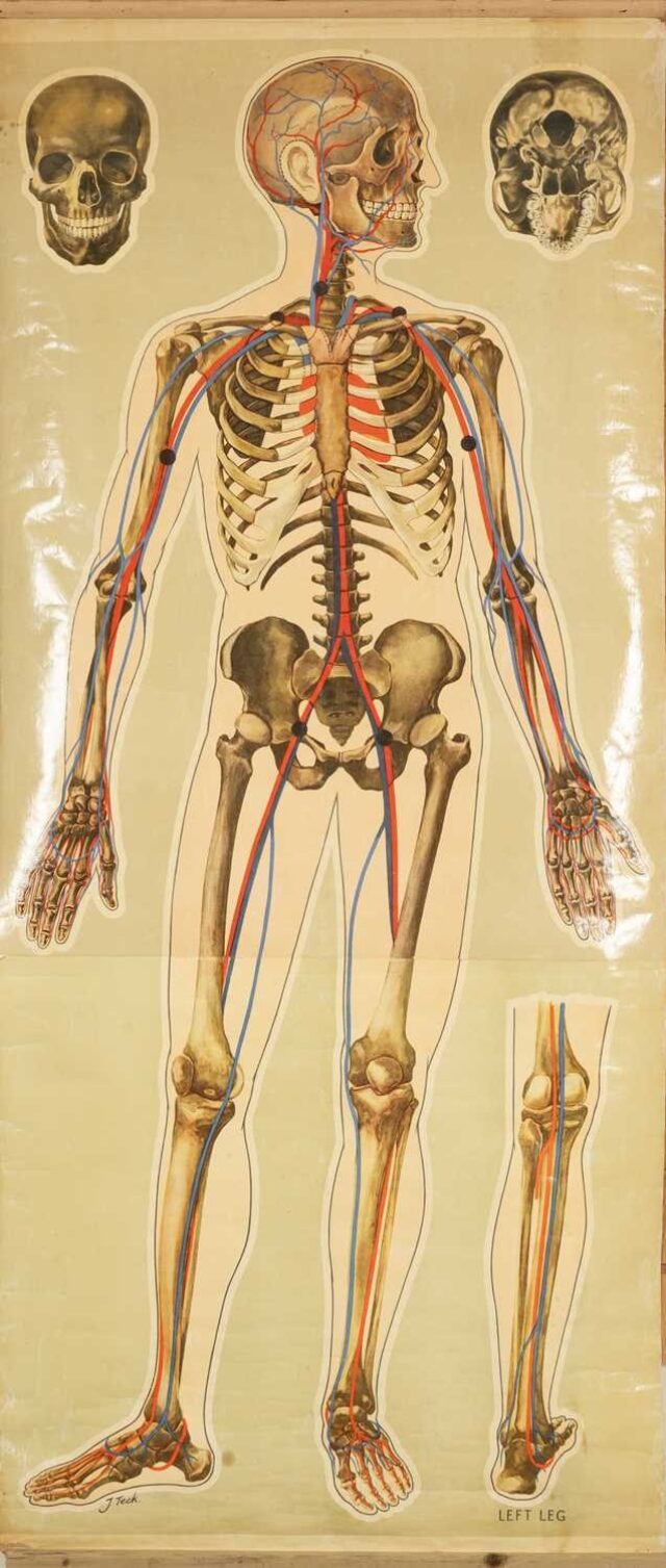 Anatomical Chart