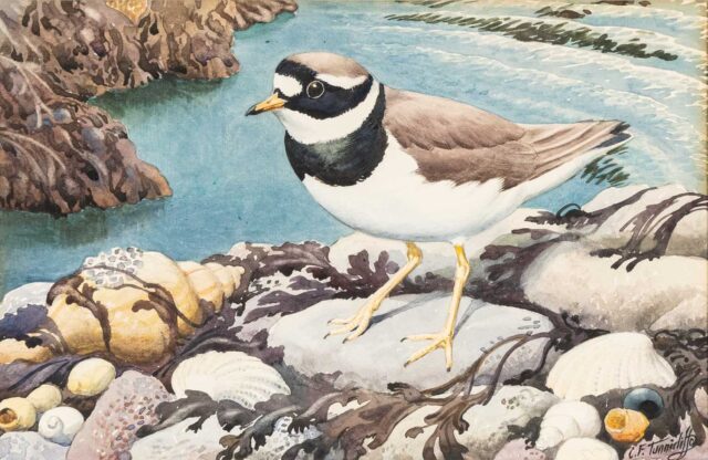 Tunnicliffe