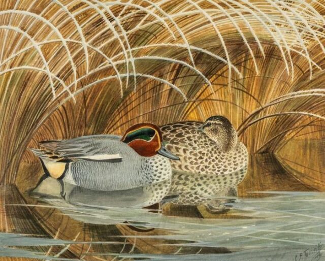 Charles Frederick Tunnicliffe watercolour of teals
