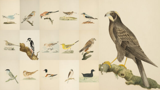 William Weston Young 1804 watercolour study of British birds offered at Rogers Jones Welsh art auction