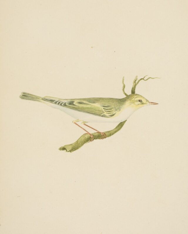 Watercolour of a Bird by William Weston Young