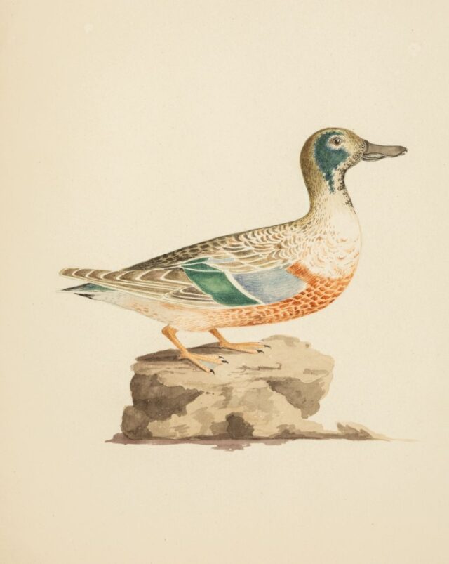 Watercolour of a Blue Winged Duck by William Weston Young