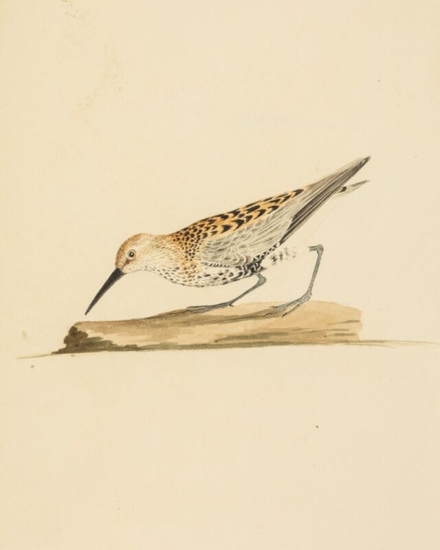 Watercolour of a Dunlin by William Weston Young