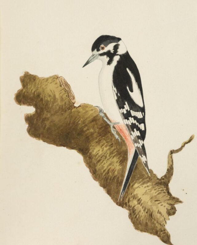 Watercolour of a Woodpecker by William Weston Young