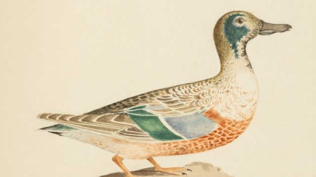 Weston Young duck