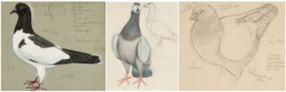 Charles Frederick Tunnicliffe OBE RA Mixed Media 'Pigeon Studies'