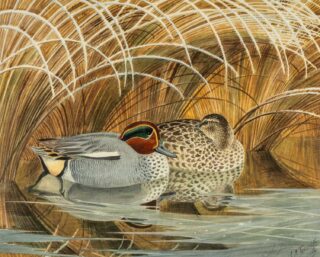 Charles Frederick Tunnicliffe OBE RA Watercolour